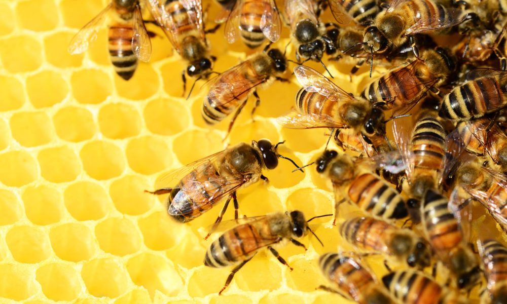 Dbajmy o pszczoły – komunikat Wojewódzkiego Inspektora Ochrony Roślin i Nasiennictwa
