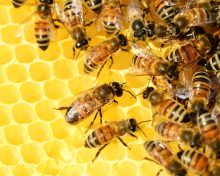 Dbajmy o pszczoły – komunikat Wojewódzkiego Inspektora Ochrony Roślin i Nasiennictwa