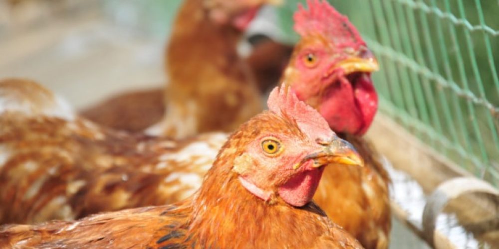 Rozporządzenia Wojewody Lubelskiego ws. zwalczania grypy ptaków (HPAI)