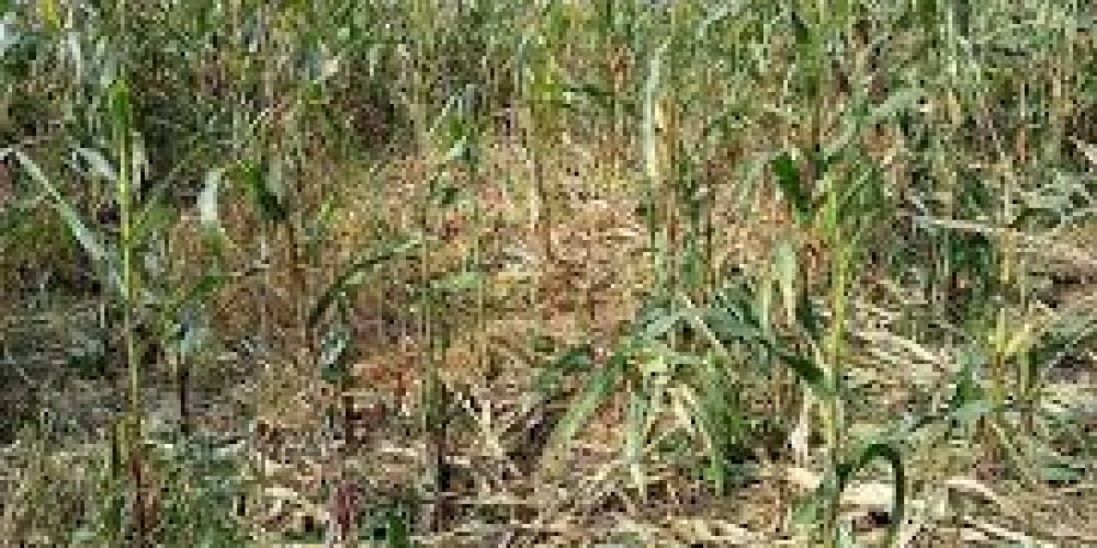 Szacowanie szkód w uprawach rolnych spowodowanych niekorzystnymi warunkami atmosferycznymi tj. suszą